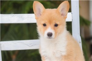 Wednesday - Corgi, Pembroke Welsh for sale