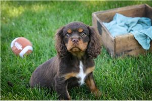 Breslin - puppy for sale