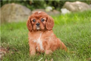 Poppy - Cavalier King Charles Spaniel for sale