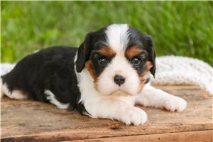 Atlas - puppy for sale