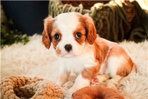 Tulla - Cavalier King Charles Spaniel for sale