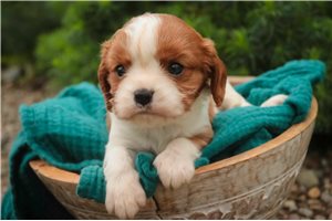 Keegan - puppy for sale