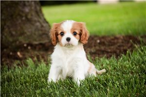 Rylee - Cavalier King Charles Spaniel for sale
