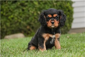 Vander - Cavalier King Charles Spaniel for sale