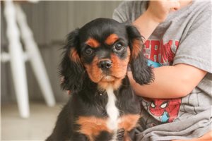 Voyage - Cavalier King Charles Spaniel for sale