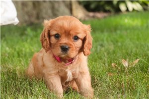 Vienna - Cavalier King Charles Spaniel for sale