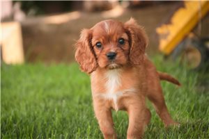 Kermit - Cavalier King Charles Spaniel for sale