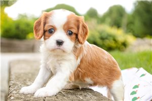 Bailey - Cavalier King Charles Spaniel for sale