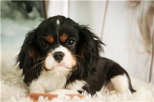 Nicholas - Cavalier King Charles Spaniel for sale