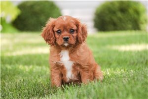 Tahoe - puppy for sale
