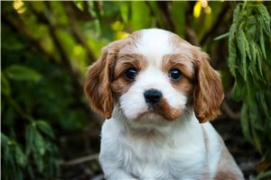 Sullivan - puppy for sale