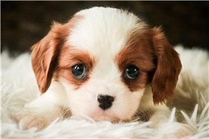 Able - Cavalier King Charles Spaniel for sale