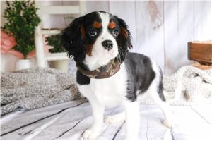Chaz - Cavalier King Charles Spaniel for sale