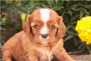 Penn - Cavalier King Charles Spaniel for sale