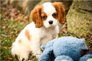 Adonis - Cavalier King Charles Spaniel for sale