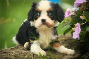 Sydney - Cavalier King Charles Spaniel for sale