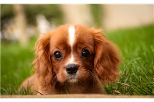 Penn - Cavalier King Charles Spaniel, placed in South Bend / Michiana