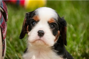 Bentley - Cavalier King Charles Spaniel for sale