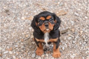 Voyage - Cavalier King Charles Spaniel for sale