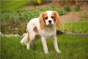 Roland - Cavalier King Charles Spaniel for sale