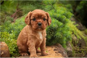 Katie - Cavalier King Charles Spaniel for sale