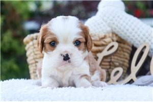 Carolina - puppy for sale