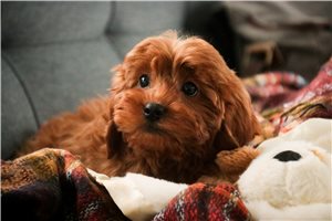 Christopher - Cavapoo for sale