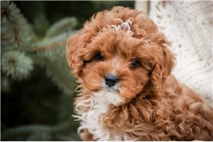 Everett - puppy for sale
