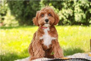 Chloe - puppy for sale