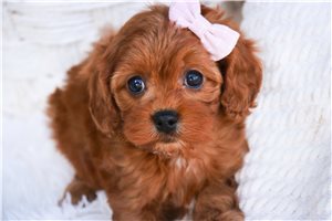 Charlotte - Cavapoo for sale