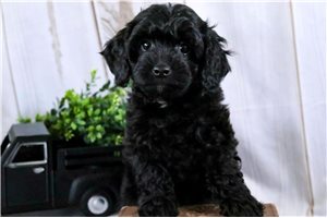 Xander - puppy for sale