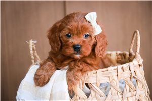 Camila - puppy for sale