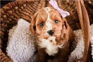 Chloe - Cavapoo for sale