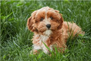 Chloe - Cavapoo for sale