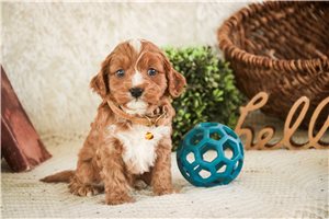 Carter - puppy for sale