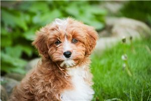 Carter - Cavapoo for sale