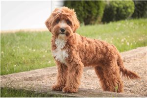 Carter - Cavapoo for sale