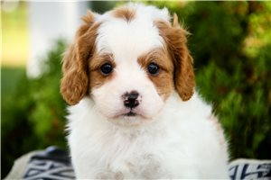 Nicole - puppy for sale