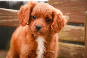 Nash - Cavapoo for sale