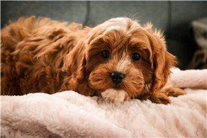 Caiden - Cavapoo for sale