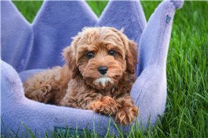 Claire - Cavapoo for sale