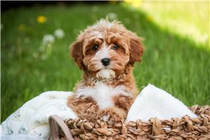 Chloe - puppy for sale