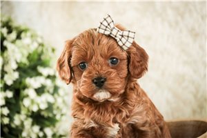 Claire - puppy for sale