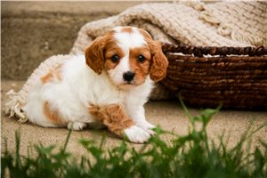 Nayeli - puppy for sale