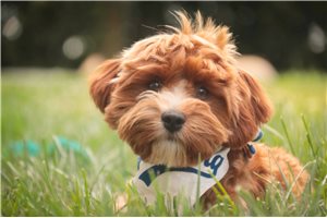 Chloe - Cavapoo for sale