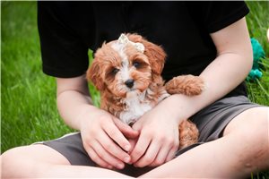 Chloe - Cavapoo for sale