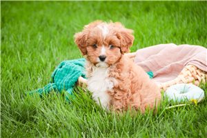 Carter - Cavapoo for sale