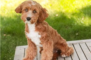 Carter - Cavapoo for sale