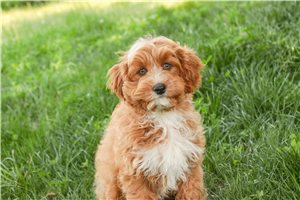 Carter - Cavapoo for sale