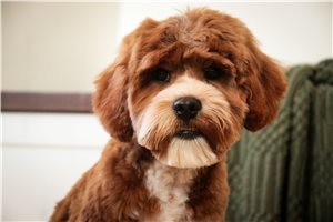 Cameron - Cavapoo for sale